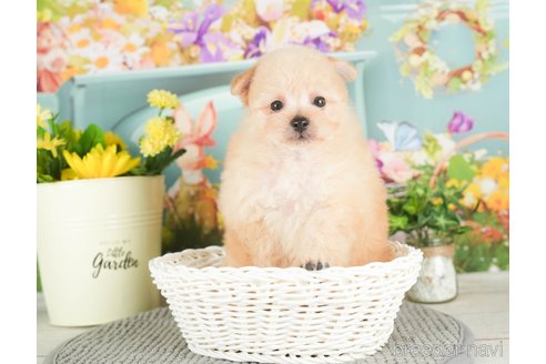 成約済の千葉県のポメプー:ポメラニアン×トイプードル-295746の5枚目