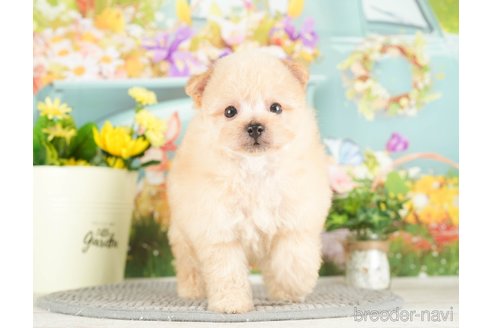 成約済の千葉県のポメプー:ポメラニアン×トイプードル-295746の2枚目