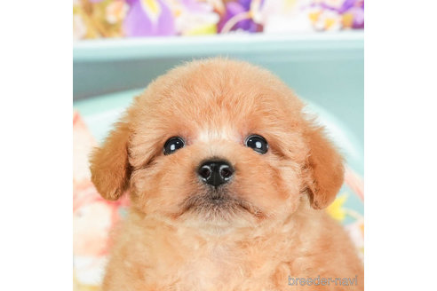 成約済の千葉県のトイプードル-295747の1枚目