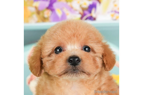 成約済の千葉県のトイプードル-295747の3枚目