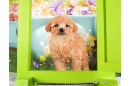 成約済の千葉県のトイプードル-295747の4枚目