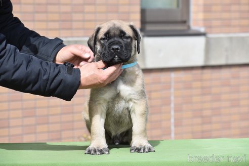 成約済の三重県のマスティフ-295760の1枚目