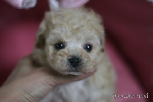 成約済の愛知県のトイプードル-295776の1枚目