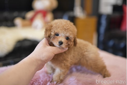 成約済の茨城県のタイニープードル-292812の3枚目