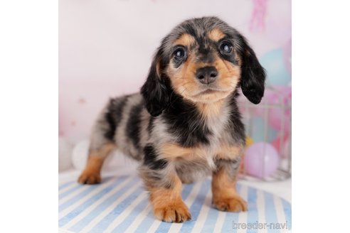 成約済の千葉県のカニンヘンダックスフンド(ロングヘアード)-295835の15枚目