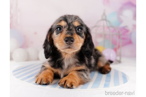成約済の千葉県のカニンヘンダックスフンド(ロングヘアード)-295835の9枚目