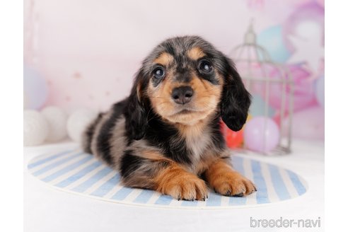 成約済の千葉県のカニンヘンダックスフンド(ロングヘアード)-295835の10枚目