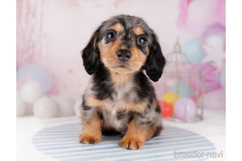 成約済の千葉県のカニンヘンダックスフンド(ロングヘアード)-295835の11枚目