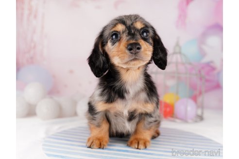 成約済の千葉県のカニンヘンダックスフンド(ロングヘアード)-295835の12枚目