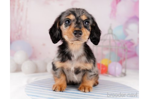 成約済の千葉県のカニンヘンダックスフンド(ロングヘアード)-295835の13枚目