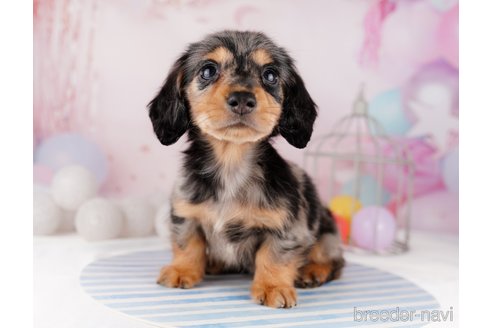 成約済の千葉県のカニンヘンダックスフンド(ロングヘアード)-295835の14枚目