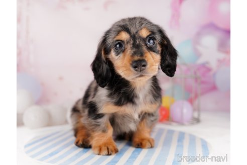 成約済の千葉県のカニンヘンダックスフンド(ロングヘアード)-295835の3枚目