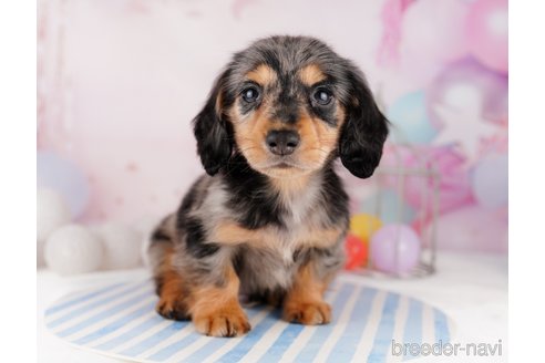 成約済の千葉県のカニンヘンダックスフンド(ロングヘアード)-295835の4枚目