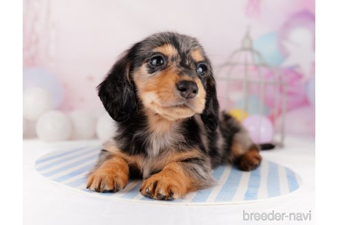 成約済の千葉県のカニンヘンダックスフンド(ロングヘアード)-295835の5枚目