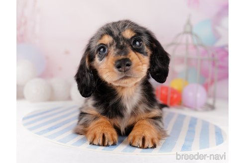 成約済の千葉県のカニンヘンダックスフンド(ロングヘアード)-295835の6枚目