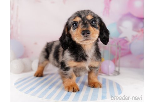 成約済の千葉県のカニンヘンダックスフンド(ロングヘアード)-295835の7枚目