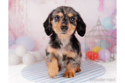 成約済の千葉県のカニンヘンダックスフンド(ロングヘアード)-295835の8枚目