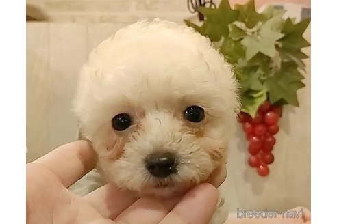 成約済の愛知県のティーカッププードル-293320の5枚目