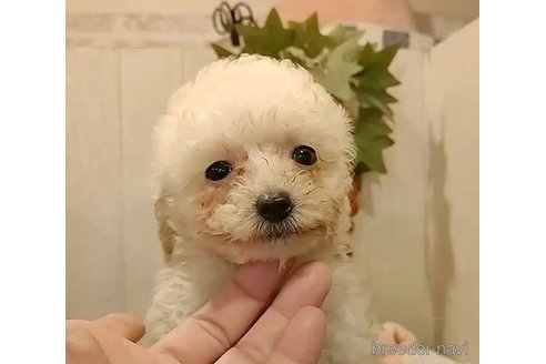 成約済の愛知県のティーカッププードル-293320の4枚目