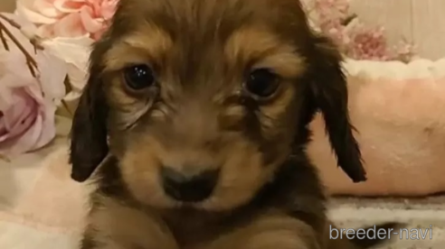 成約済の愛知県のミニチュアダックスフンド(ロングヘアード)-295875の1枚目