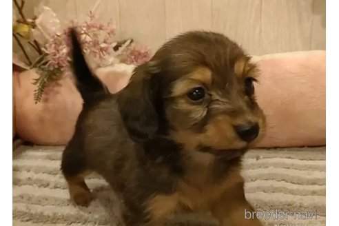 成約済の愛知県のミニチュアダックスフンド(ロングヘアード)-295875の5枚目