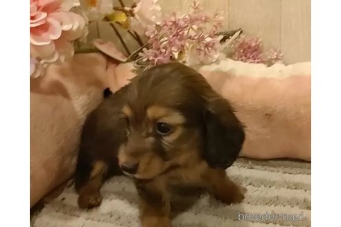 成約済の愛知県のミニチュアダックスフンド(ロングヘアード)-295875の4枚目