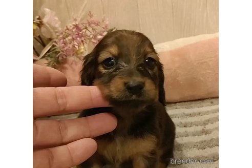 成約済の愛知県のミニチュアダックスフンド(ロングヘアード)-295875の3枚目