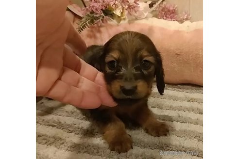 成約済の愛知県のミニチュアダックスフンド(ロングヘアード)-295875の2枚目