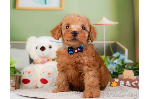 成約済の神奈川県のトイプードル-295877の9枚目