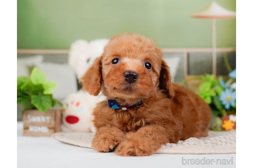 成約済の神奈川県のトイプードル-295877の8枚目