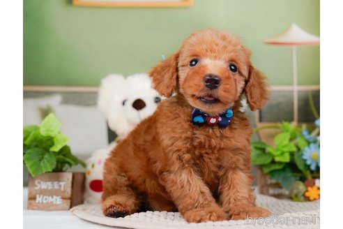 成約済の神奈川県のトイプードル-295877の11枚目