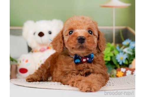 成約済の神奈川県のトイプードル-295877の10枚目