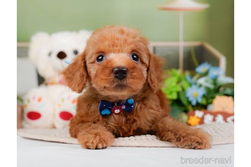 成約済の神奈川県のトイプードル-295877の12枚目