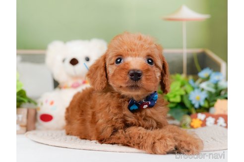 成約済の神奈川県のトイプードル-295877の5枚目