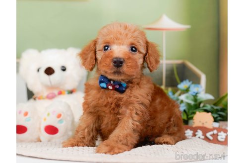 成約済の神奈川県のトイプードル-295877の6枚目