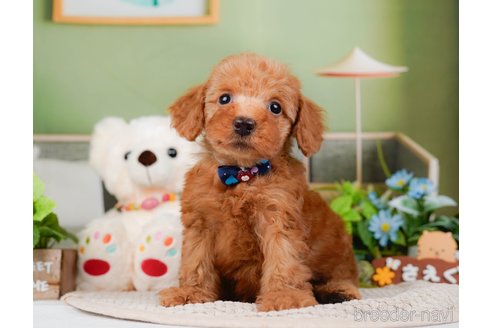 成約済の神奈川県のトイプードル-295877の7枚目