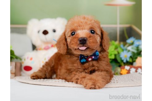 成約済の神奈川県のトイプードル-295877の1枚目