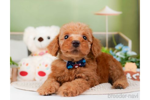 成約済の神奈川県のトイプードル-295877の3枚目