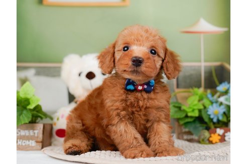 成約済の神奈川県のトイプードル-295877の2枚目