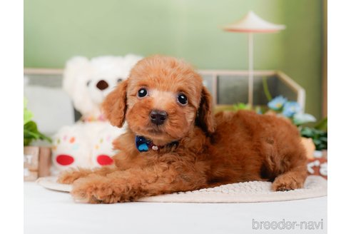 成約済の神奈川県のトイプードル-295877の4枚目