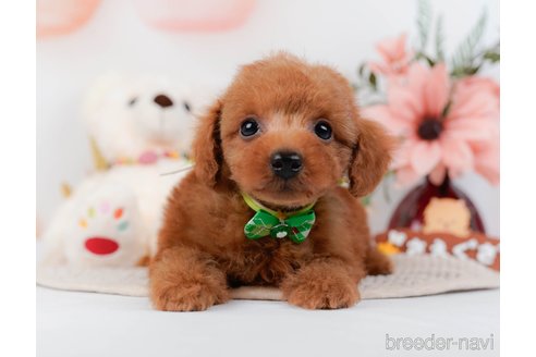 成約済の神奈川県のトイプードル-295878の3枚目