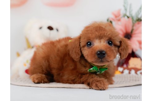 成約済の神奈川県のトイプードル-295878の4枚目