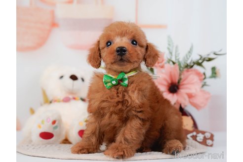 成約済の神奈川県のトイプードル-295878の5枚目