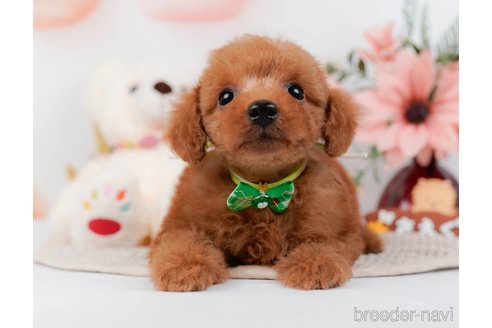 成約済の神奈川県のトイプードル-295878の6枚目