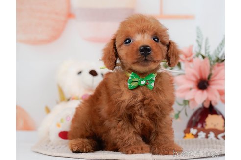 成約済の神奈川県のトイプードル-295878の8枚目