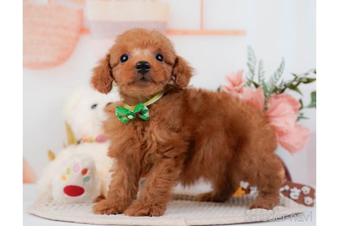 成約済の神奈川県のトイプードル-295878の2枚目