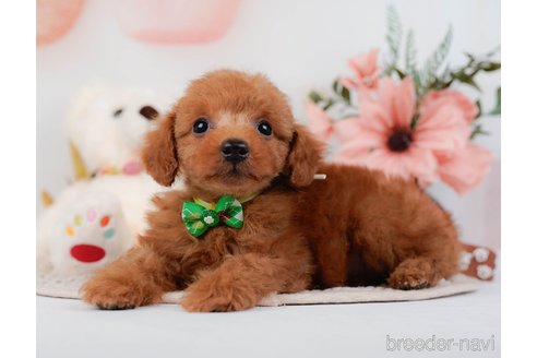 成約済の神奈川県のトイプードル-295878の1枚目