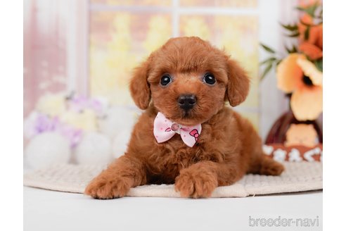 成約済の神奈川県のトイプードル-295880の11枚目