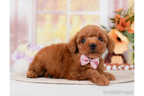 成約済の神奈川県のトイプードル-295880の12枚目