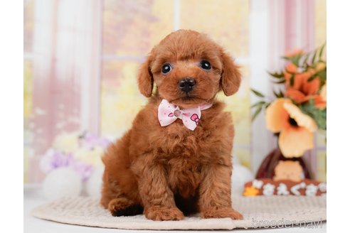 成約済の神奈川県のトイプードル-295880の7枚目